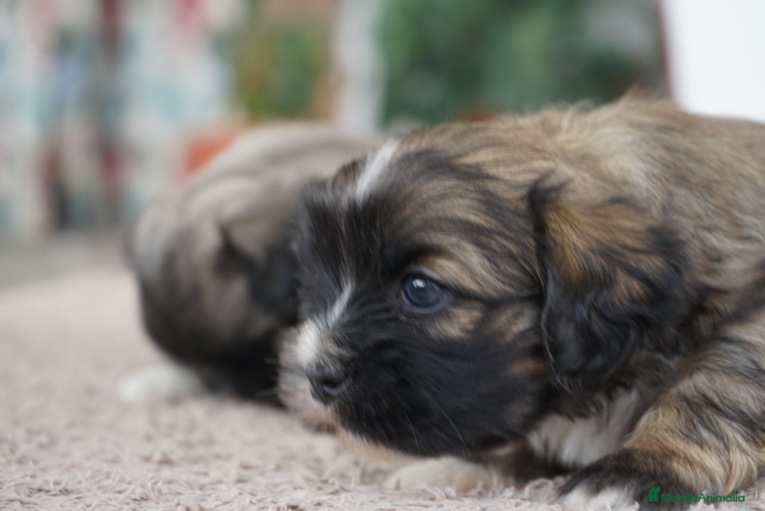 Maltipoo perros en venta: 🐾 Maxi y Boom – Maltipoo en sus primeros días 🌼 - Imagen 9