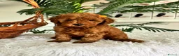 Caniche Toy perros en venta: CANCIHE ROJO - Anuncio 24