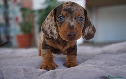 Teckel Miniatura perros en venta: 🌈 Kodat, Byron, Curry y Florentina 🐶 - Imagen 1