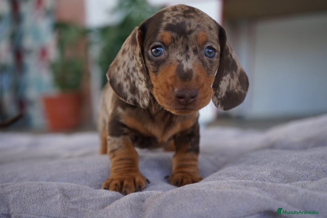 Teckel Miniatura perros en venta: 🌈 Kodat, Byron, Curry y Florentina 🐶 - Imagen 1