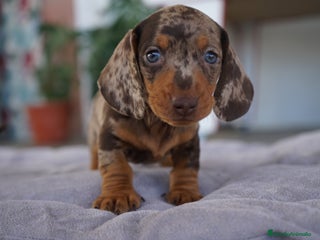 Teckel Miniatura perros - Anuncio 13