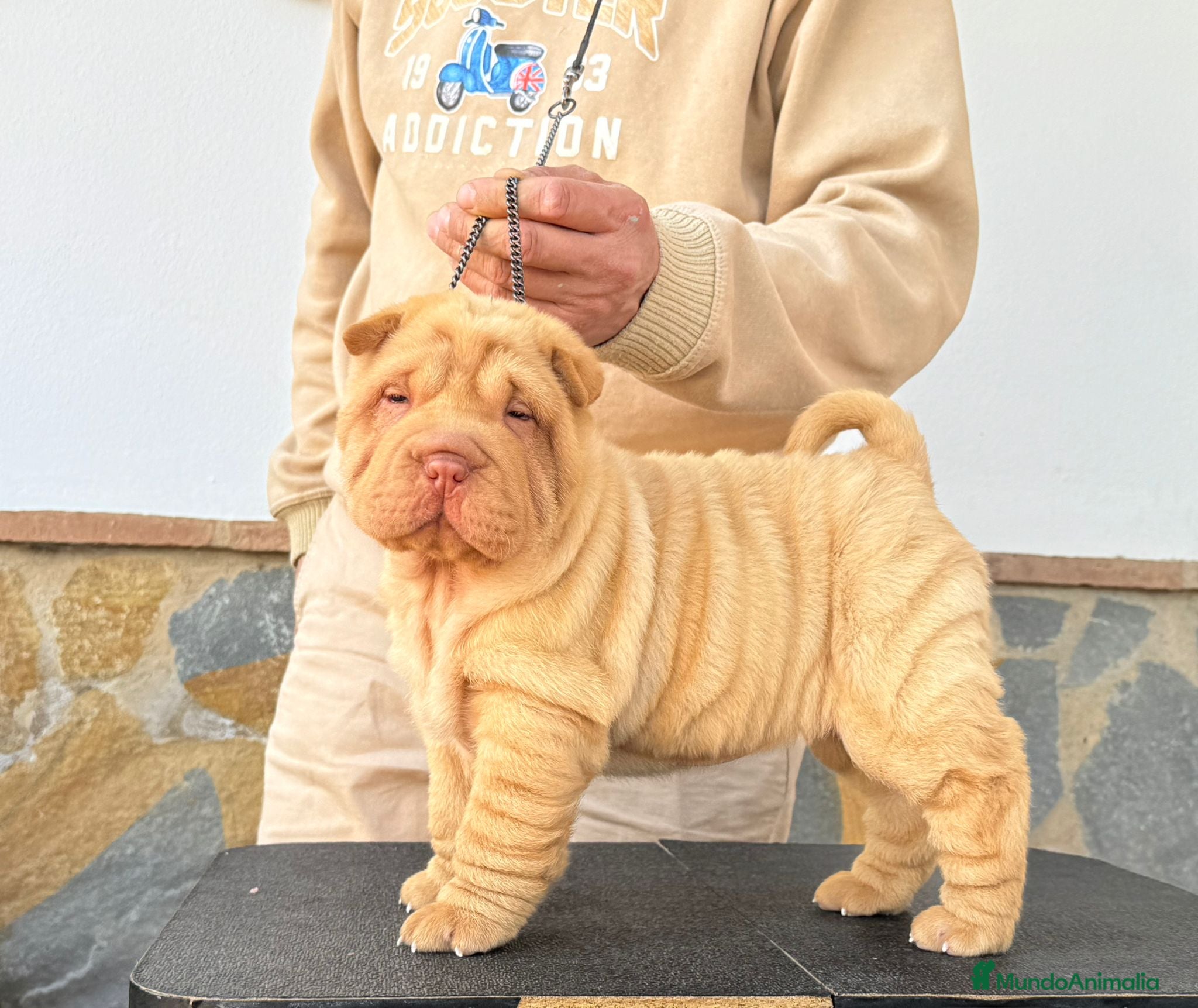 Shar Pei perros ULTIMA HEMBRA CREMA BEBE - Anuncio 1