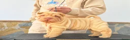Shar Pei perros en venta: ULTIMA HEMBRA CREMA BEBE - Anuncio 1