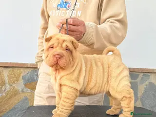 Shar Pei perros ULTIMA HEMBRA CREMA BEBE - Anuncio 2