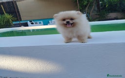 Pomerania perros en venta: Lulu de pomerania  - Imagen 6