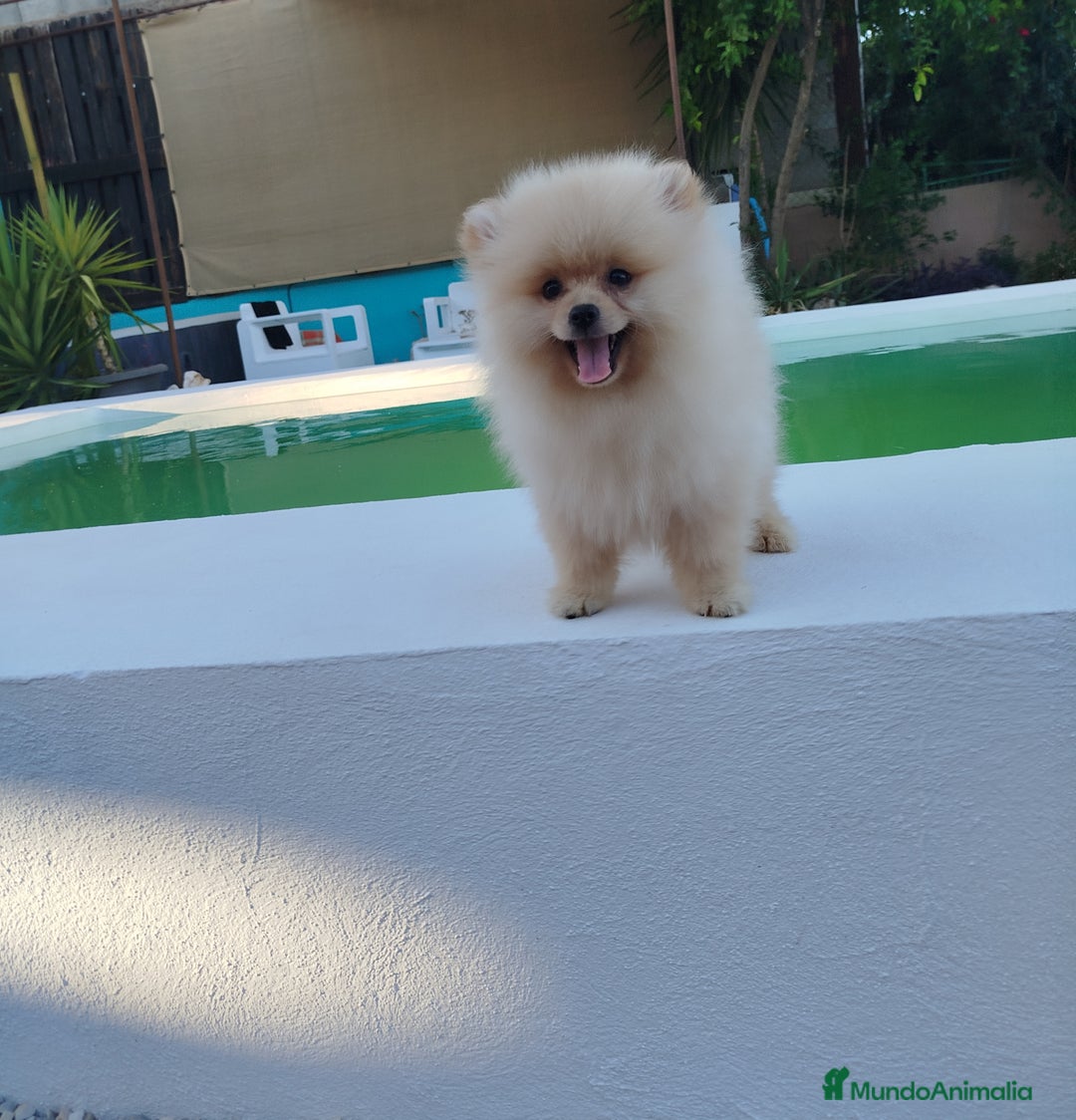 Pomerania perros en venta: Lulu de pomerania  - Imagen 6