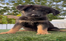 Pastor Alemán perros en venta: PASTOR ALEMAN HEMBRA - Imagen 14