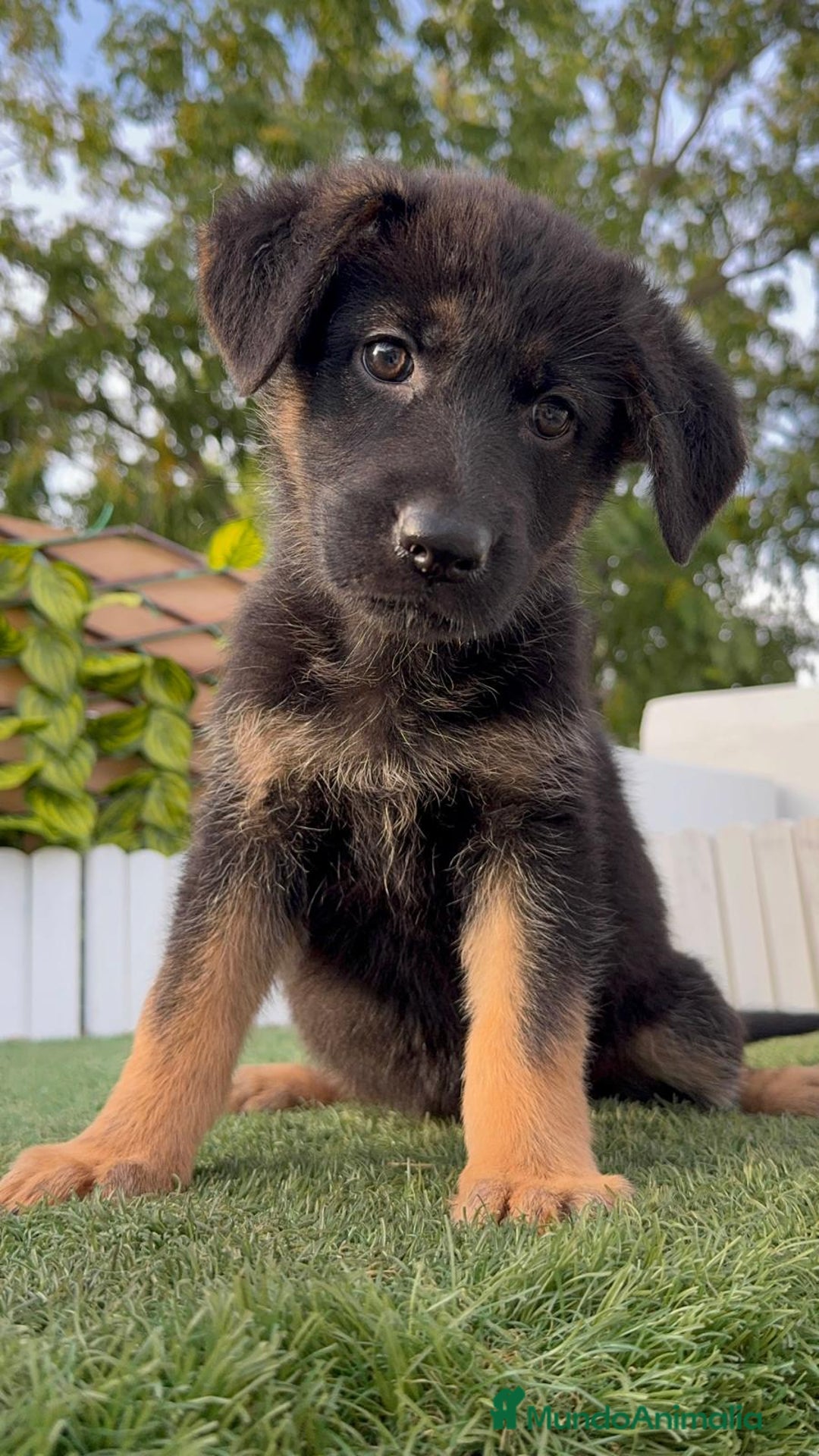 Pastor Alemán perros en venta: PASTOR ALEMAN HEMBRA - Imagen 14