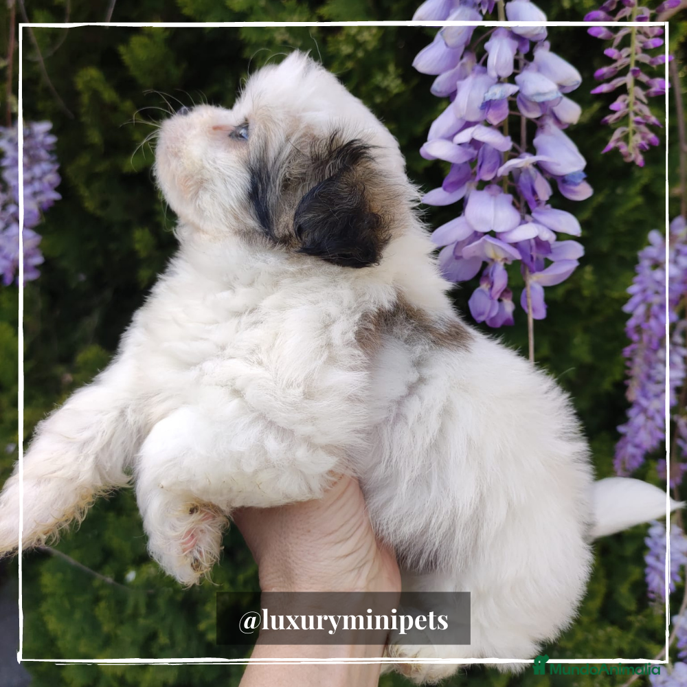 Bichón Habanero perros Camada de Bichón Habanero  en Madrid - Anuncio 2