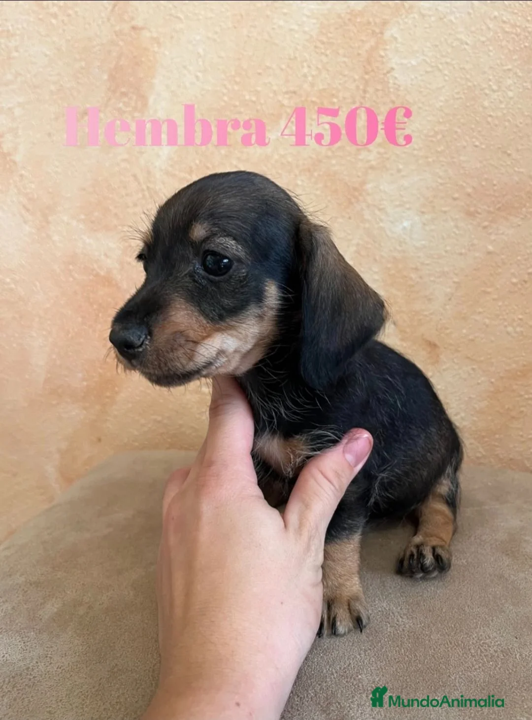 Teckel Miniatura perros en venta: Impresionantes teckel mini  - Anuncio 1