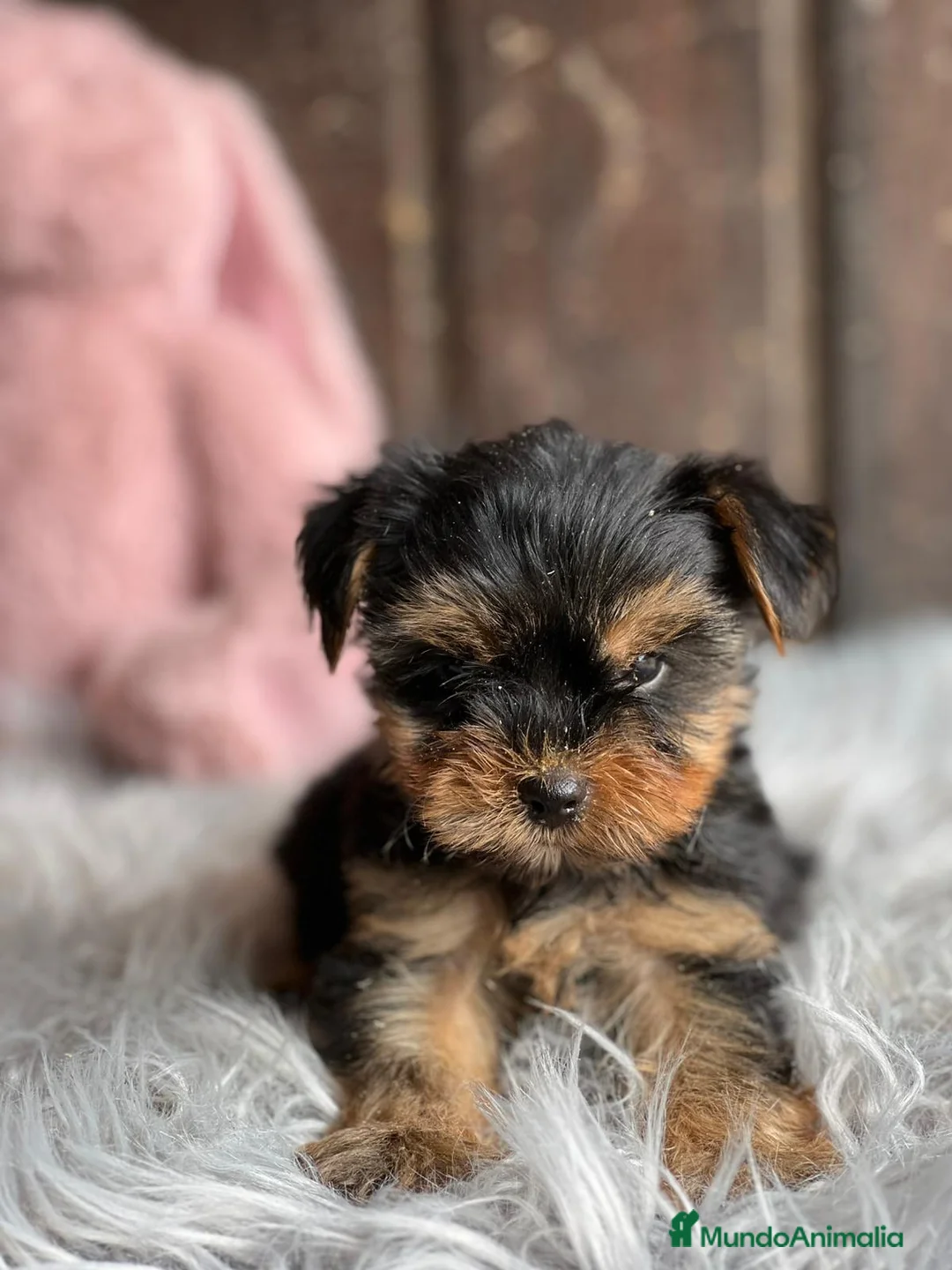 Yorkshire Terrier perros en venta: Yorkshire terrier - Anuncio 4