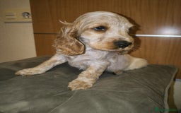 Cocker Spaniel Inglés perros en venta: Cocker Dorada Hembra - Imagen 4