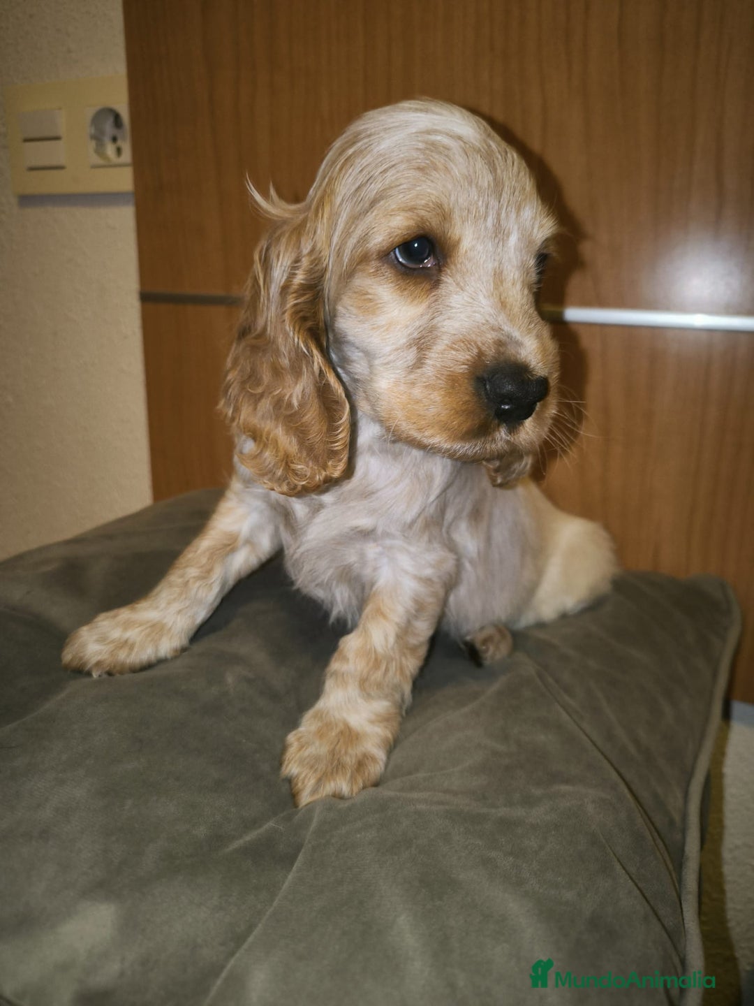 Cocker Spaniel Inglés perros en venta: Cocker Dorada Hembra - Imagen 4