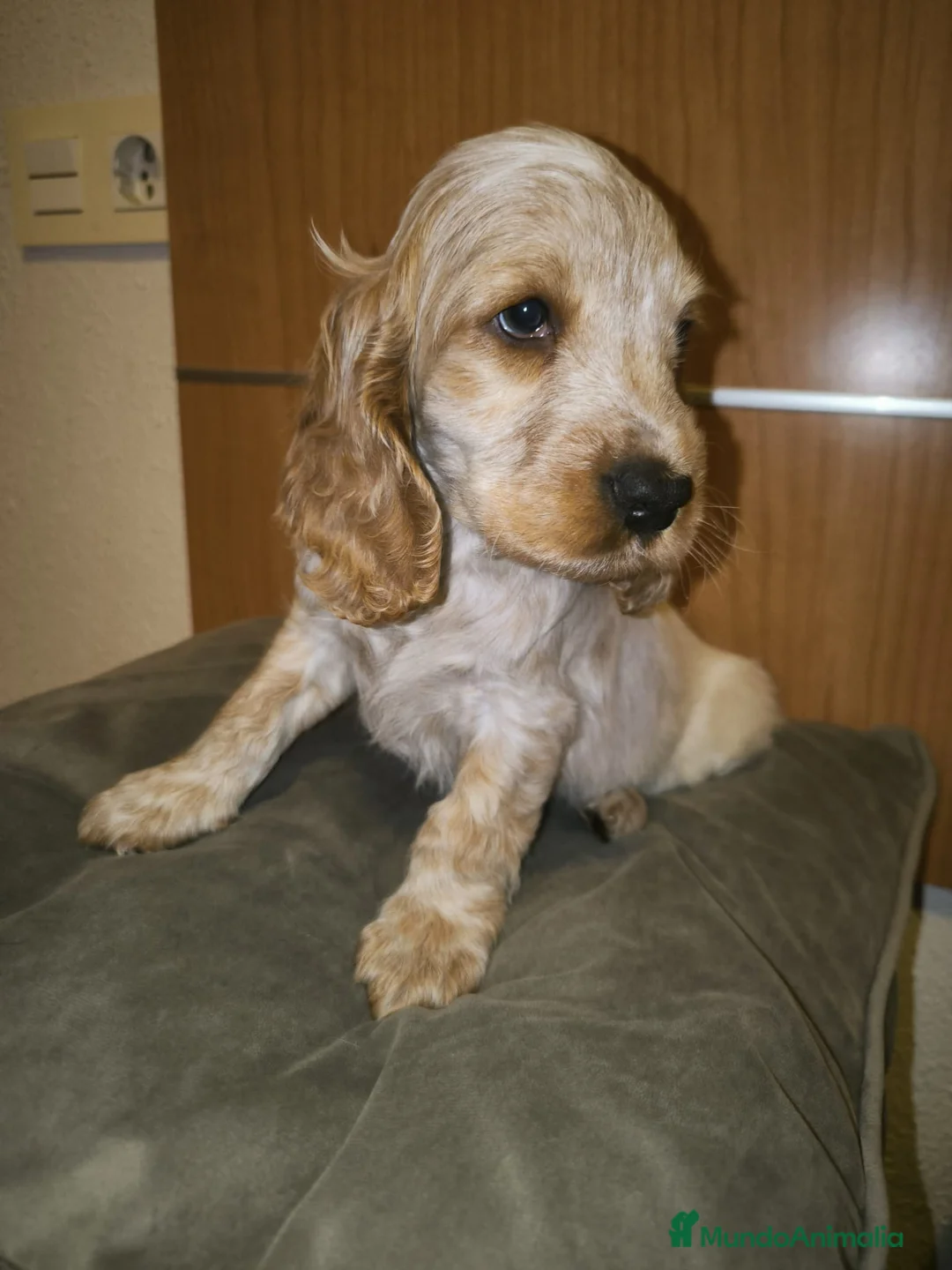 Cocker Spaniel Inglés perros en venta: Cocker Dorada Hembra - Anuncio 4