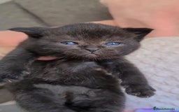 Británico de Pelo Corto gatos en venta: Brithis chocolates ojos azules  - Imagen 1