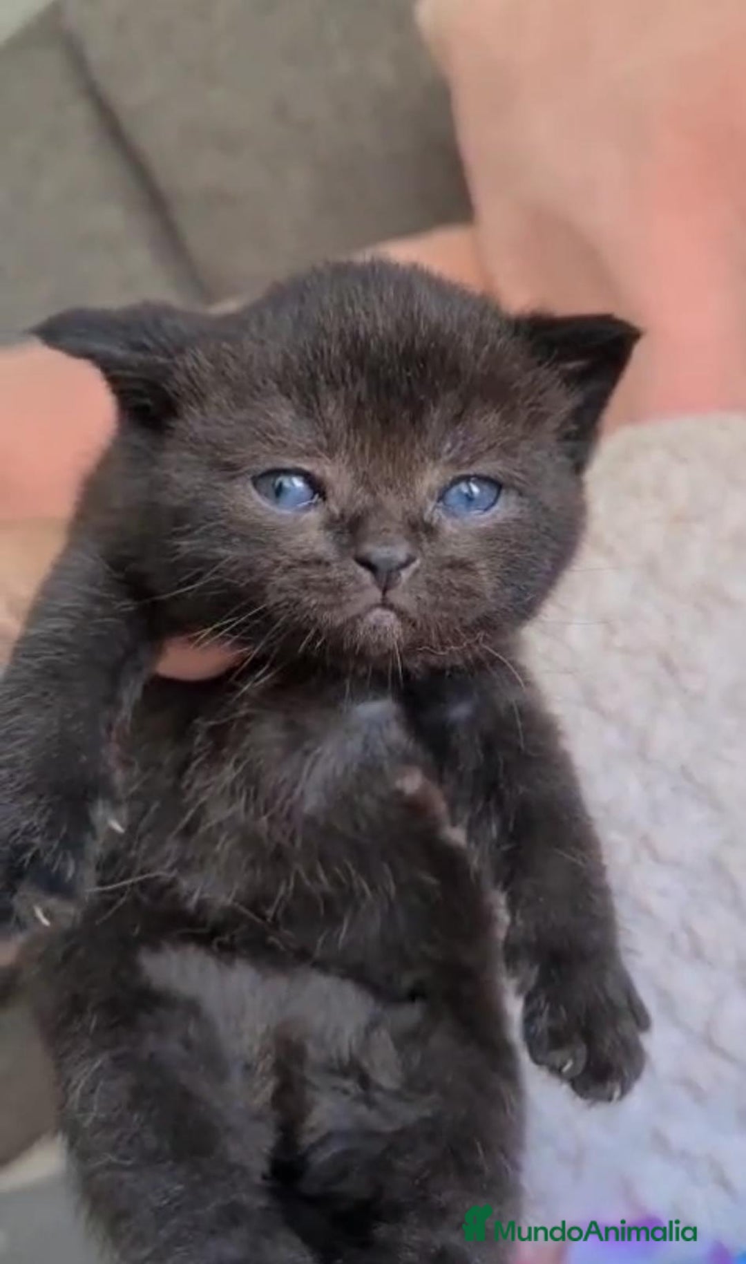 Británico de Pelo Corto gatos en venta: Brithis chocolates ojos azules  - Imagen 1