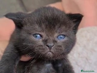 Británico de Pelo Corto gatos - Anuncio 21