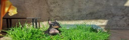 Pinscher Miniatura perros en venta: Puppy pinscher miniatura  en Ciudad Real - Anuncio 2