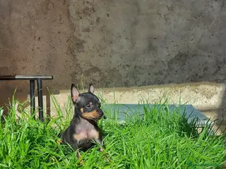 Pinscher Miniatura perros Puppy pinscher miniatura - Anuncio 17