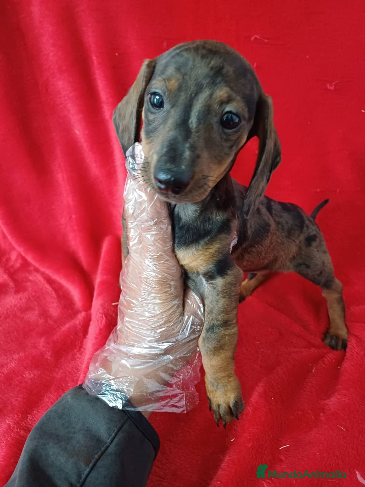 Teckel Miniatura perros Teckel Miniatura Arlequin  - Anuncio 27