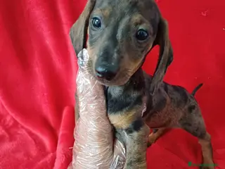 Teckel Miniatura perros Teckel Miniatura Arlequin - Anuncio 27