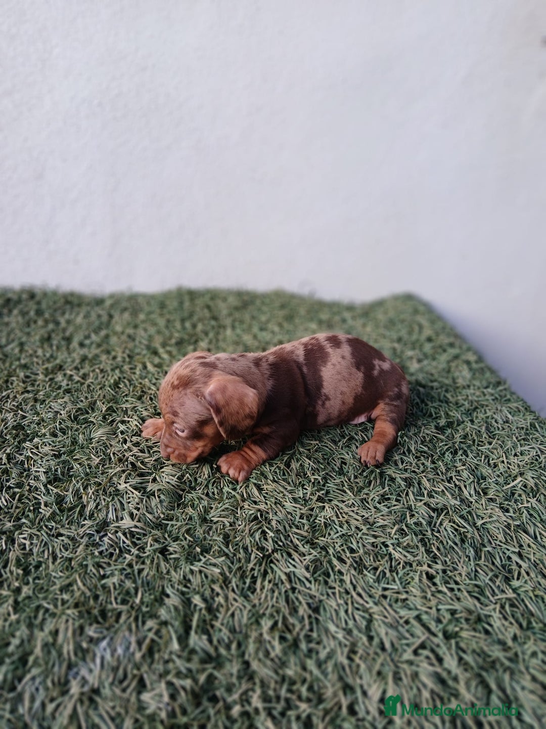 Teckel Miniatura perros en venta: camada teckel arlequín y todos los colores  - Anuncio 17