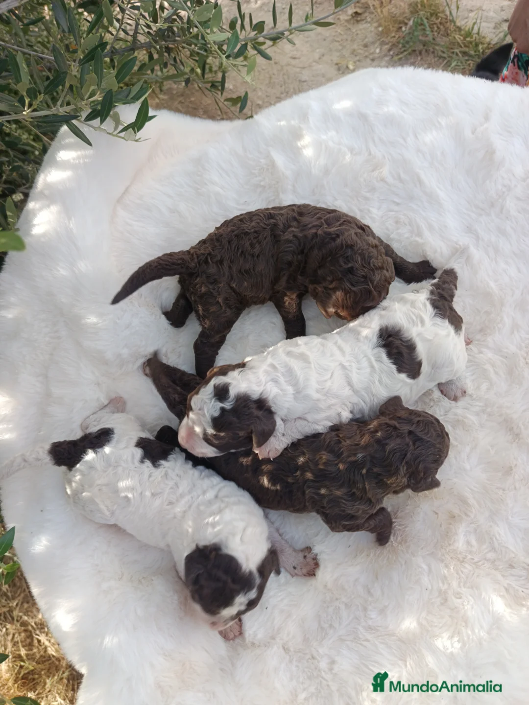 Perro de Agua Español perros en venta: Perro de agua  - Anuncio 2