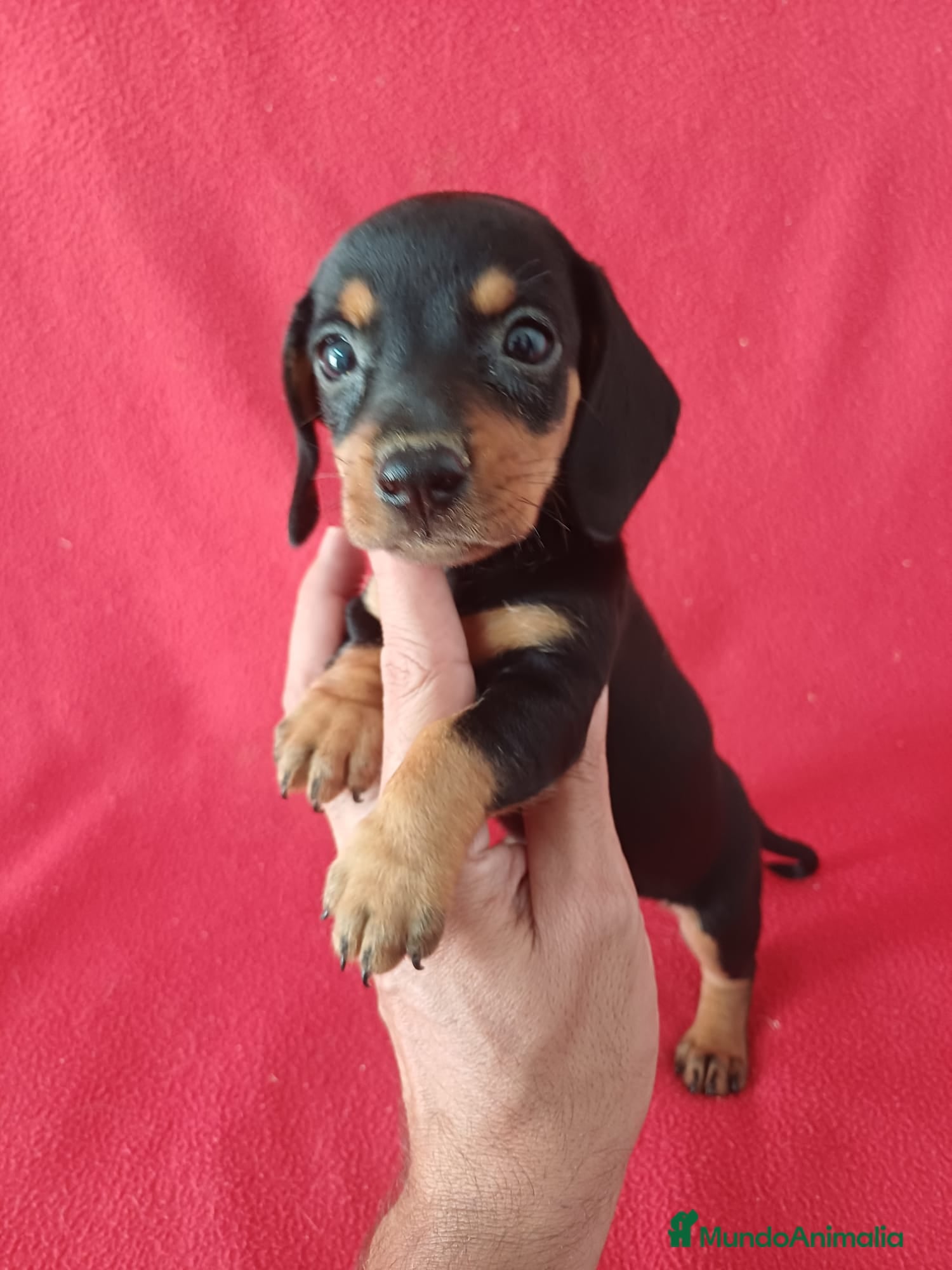 Teckel Miniatura perros Teckel Miniatura Negro y Fuego  - Anuncio 2