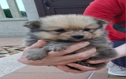 Pomerania perros en venta: Pomerania cachorros - Imagen 7