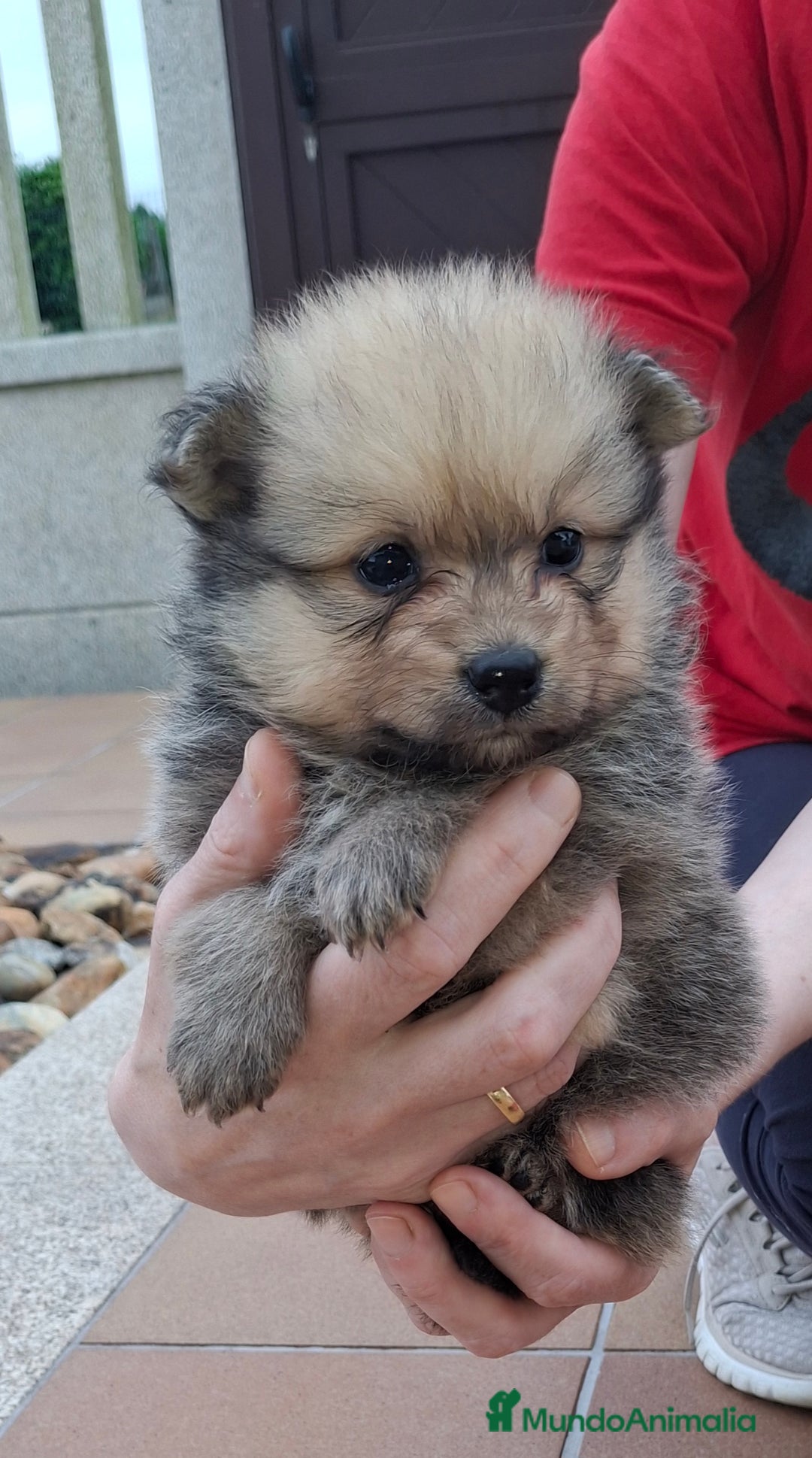 Pomerania perros en venta: Pomerania cachorros - Imagen 7