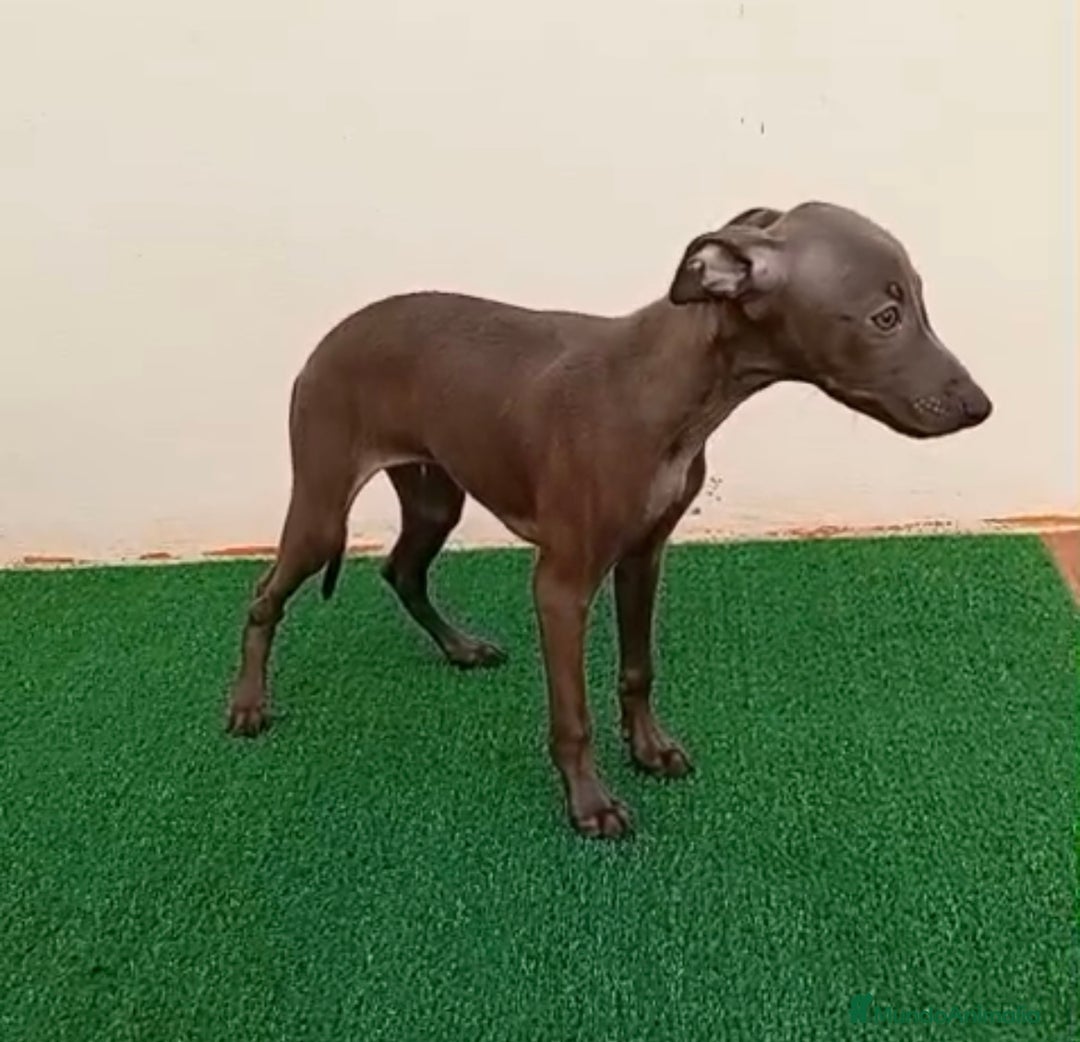 Pequeño Lebrel Italiano perros en venta: PICCOLO - Imagen 2
