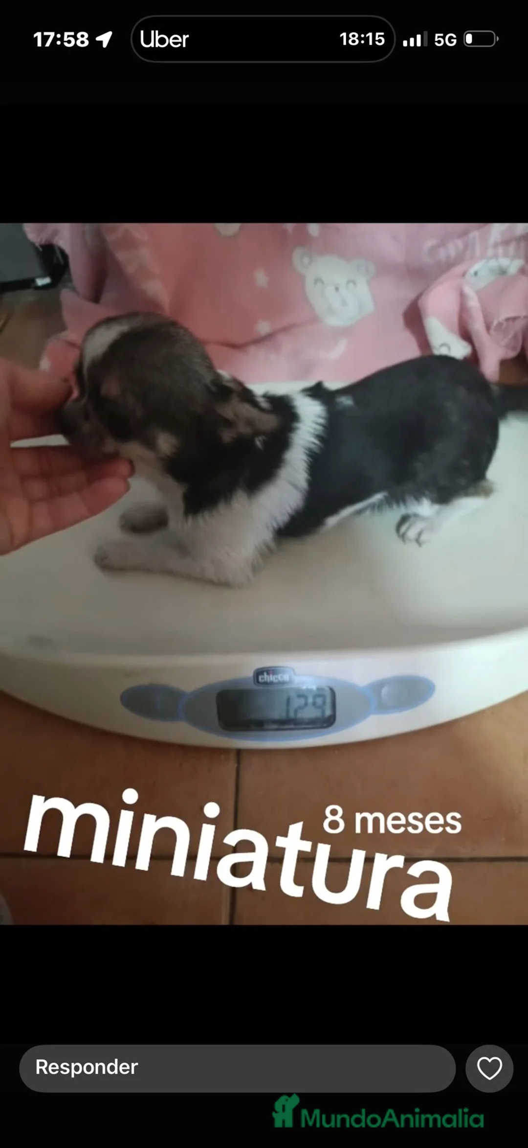 Chihuahua perros en venta: Cachorro de 8 meses super toy  - Anuncio 1