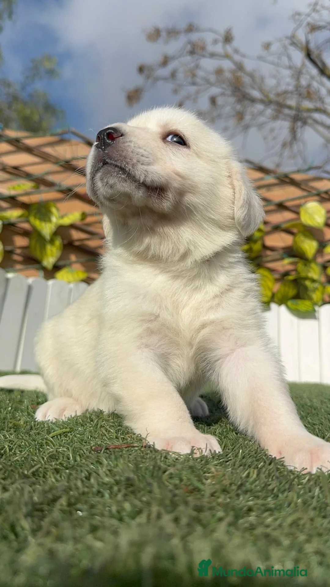 Mastín Español perros en venta: MASTIN ESPAÑOL HEMBRA - Anuncio 6