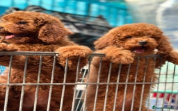 Caniche Toy perros en venta: Caniche toy linea asiática!!! - Imagen 8