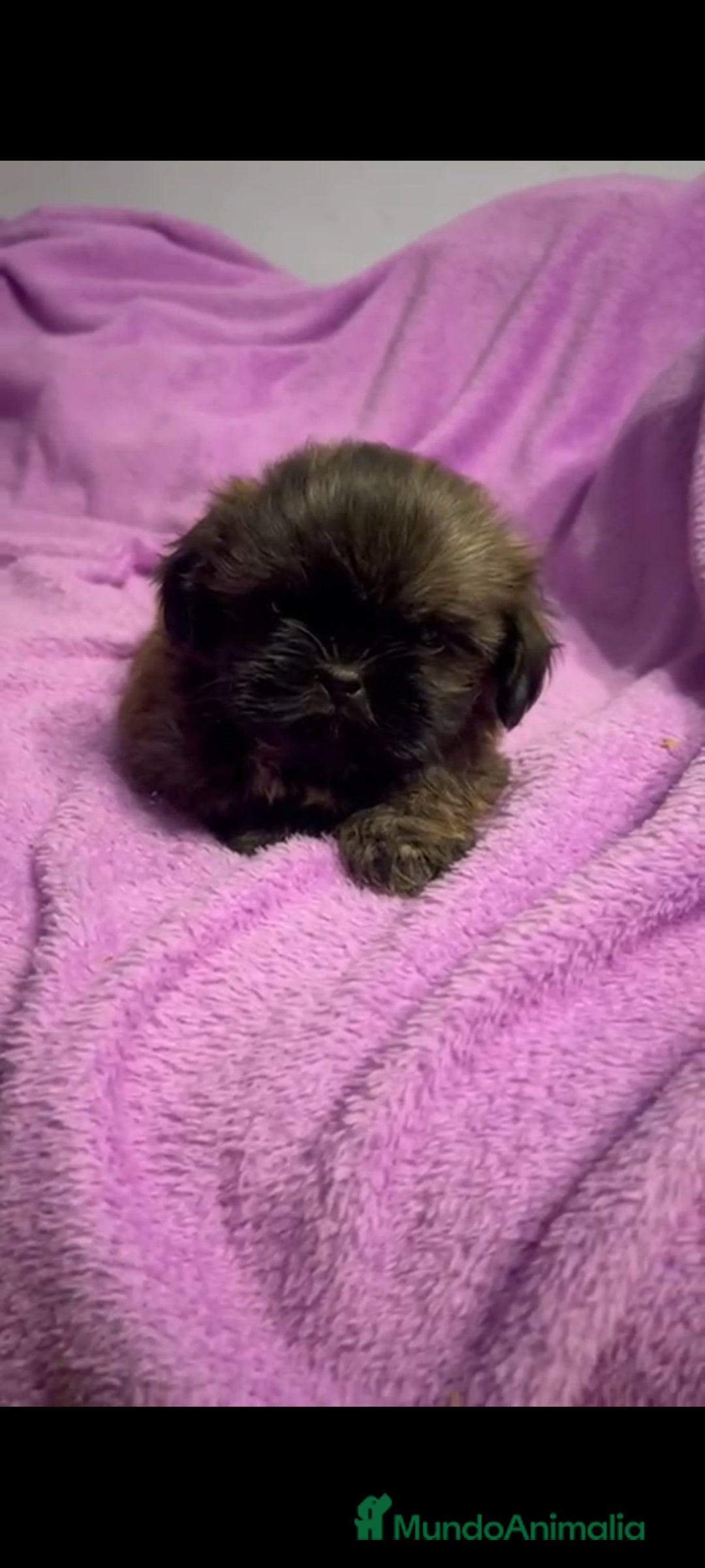 Shih Tzu perros en venta: Shitzu última hembra!! - Anuncio 6