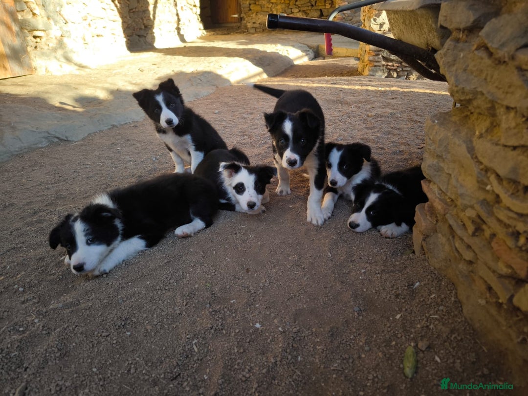 Border Collie perros en venta: Cachorros border collie de 2 meses  - Imagen 11