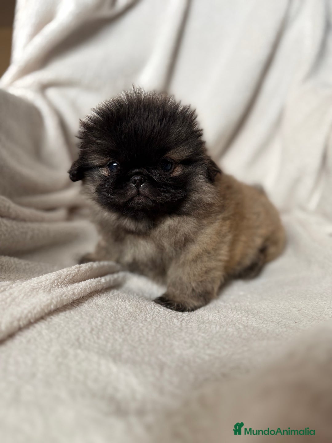 Pekinés perros en venta: Precioso machito de Pekines Imperial - Imagen 8