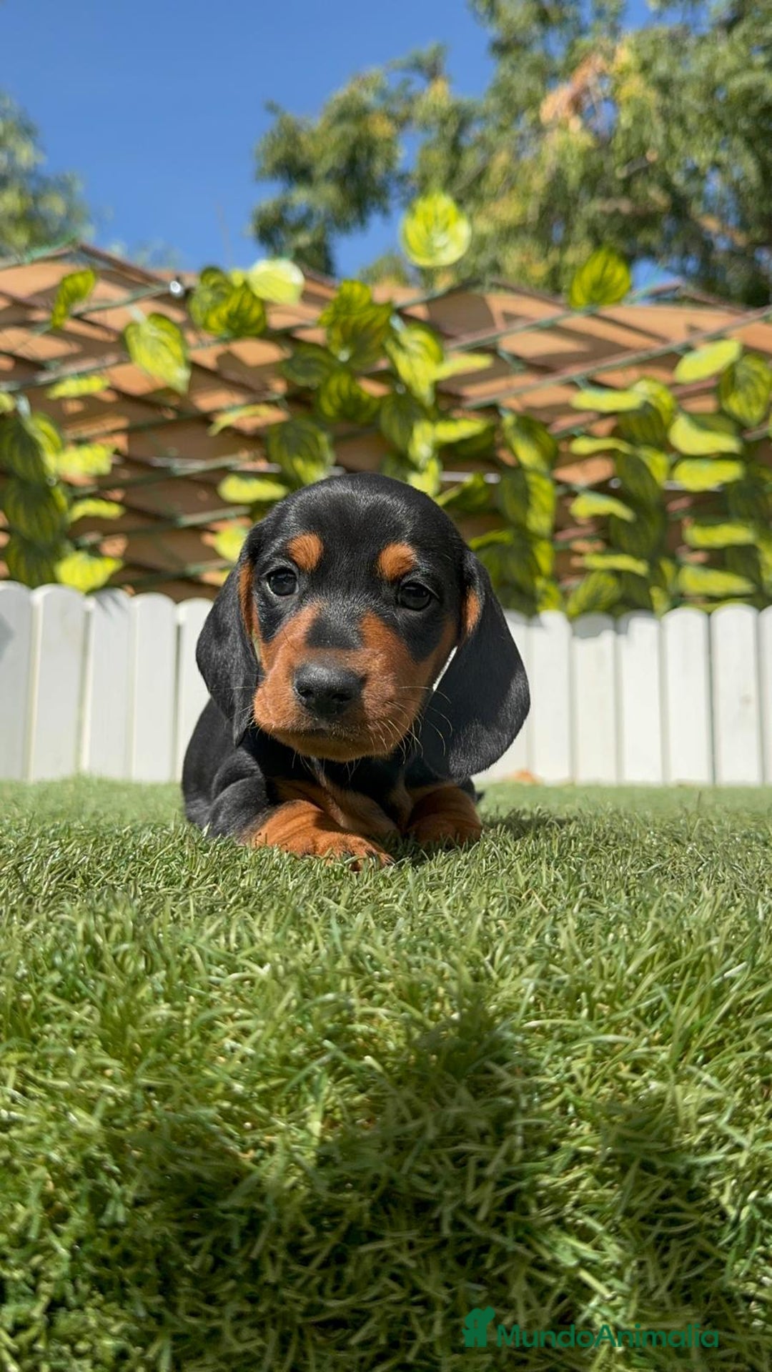 Teckel Miniatura perros en venta: TECKEL MINIATURA - Imagen 12