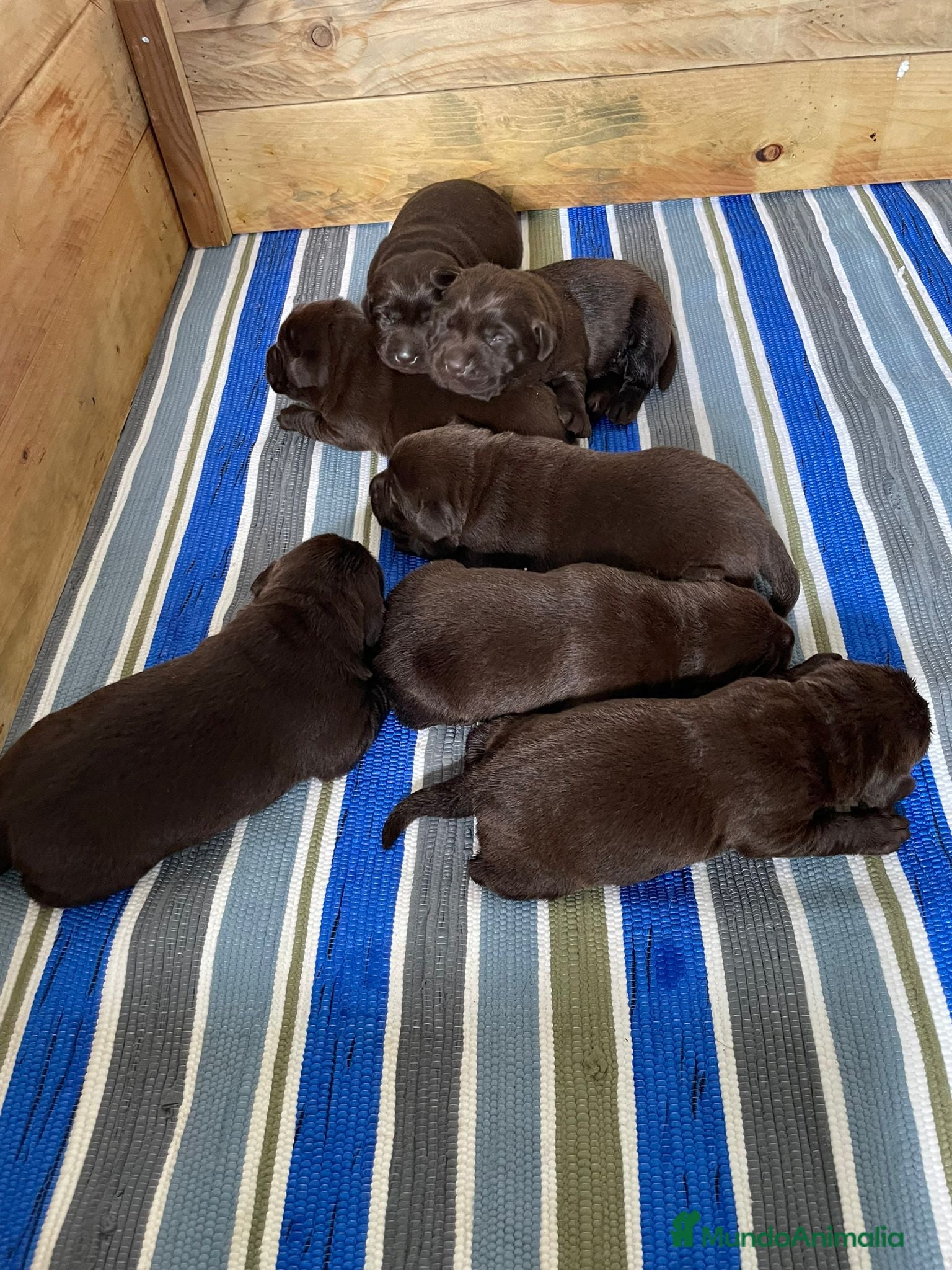 Labrador Retriever perros en venta: Hembra de labrador retriever chocolate  - Anuncio 2