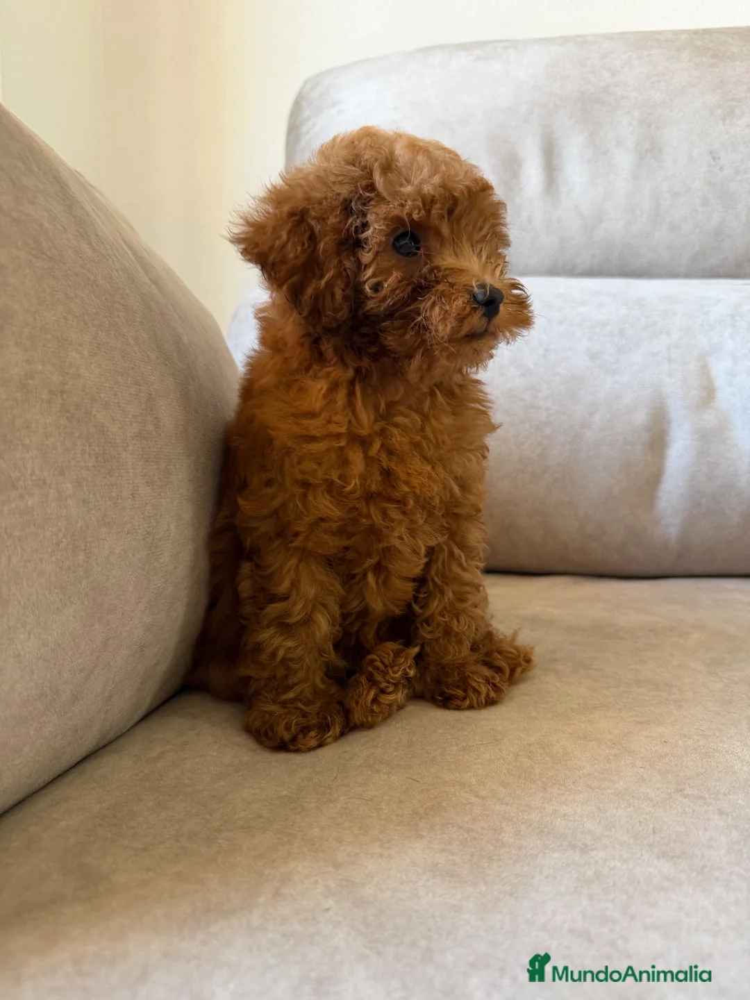 Caniche Toy perros en venta: Caniche toy rojo  - Anuncio 2