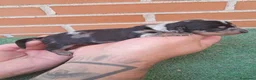 Teckel Miniatura perros en venta: Camada teckel miniatura  - Anuncio 10