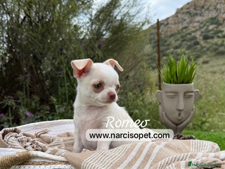 Chihuahua perros en Ciudad Real - Anuncio 29