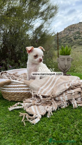 Chihuahua perros CHIHUAHUA TOY BLANCO en Ciudad Real - Anuncio 7