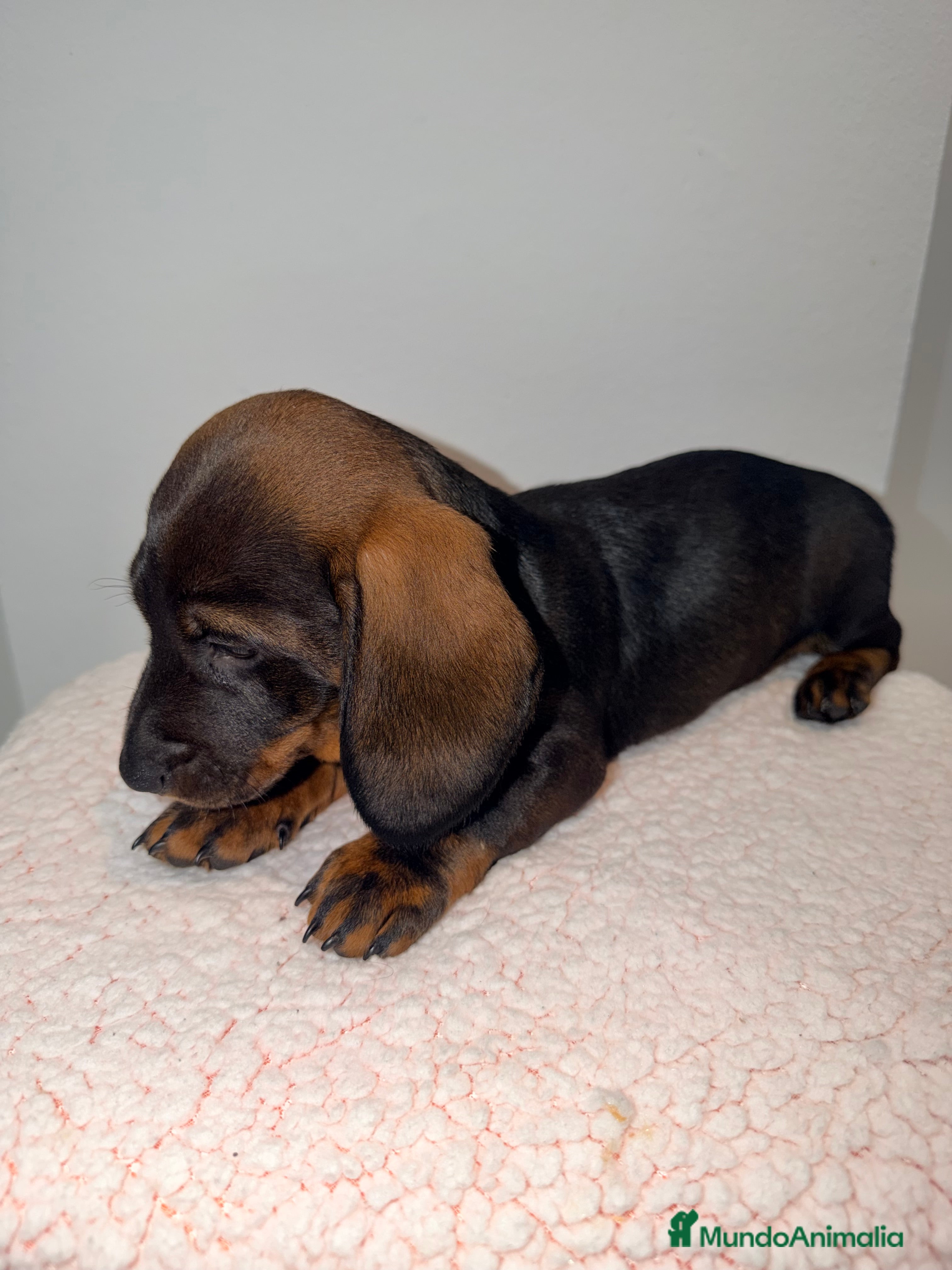 Teckel Miniatura perros Teckel negro fuego venado  - Anuncio 2