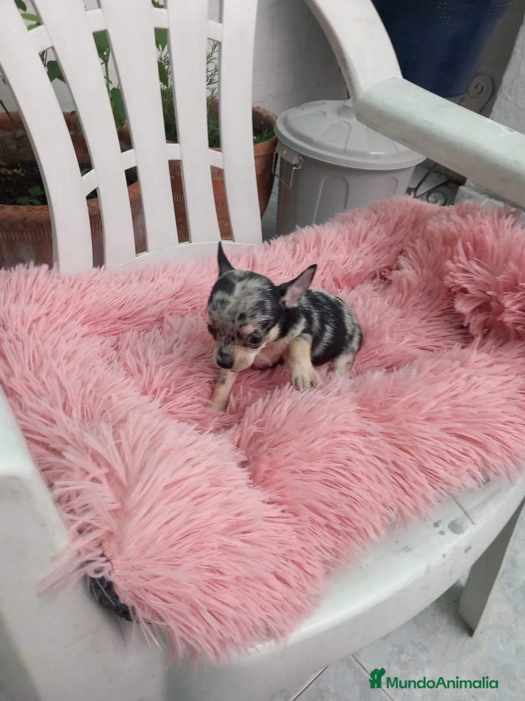 Chihuahua perros en venta: Chihuahua toys disponible  - Anuncio 2