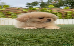 Pekinés perros en venta: PEKINES HEMBRA - Imagen 2