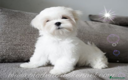 Bichón Maltés perros en venta: Bichón maltés coreano líneas asiáticas  - Imagen 4