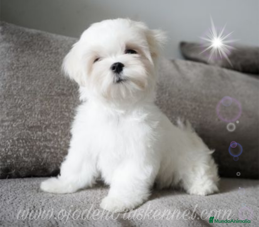 Bichón Maltés perros en venta: Bichón maltés coreano líneas asiáticas  - Imagen 4