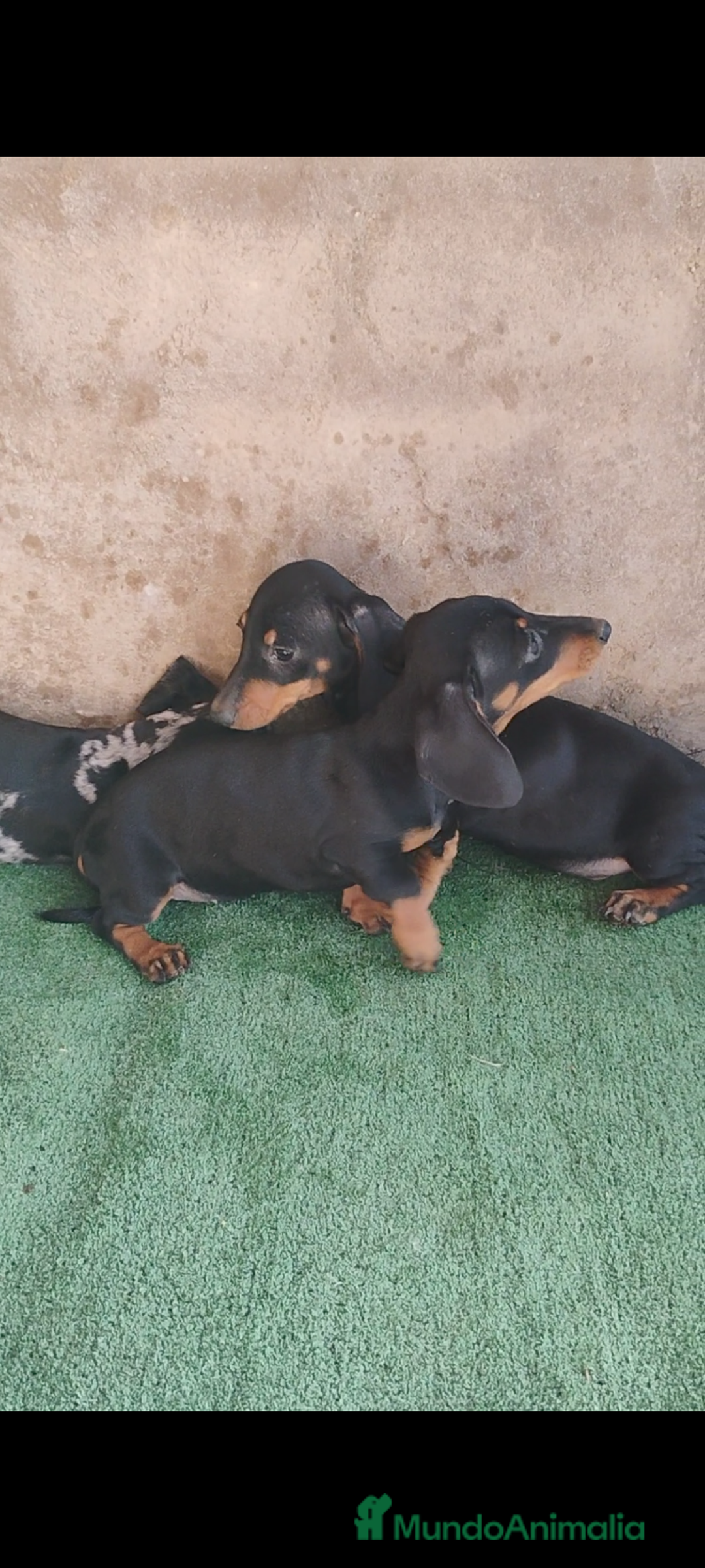 Teckel perros en venta: Cachorros teckel miniatura  - Imagen 1