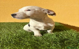 Jack Russell Terrier perros en venta: Camada de Jack Russell de pata corta  - Imagen 24